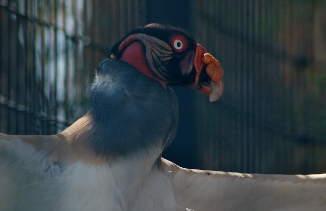 king vulture